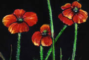 Poppies